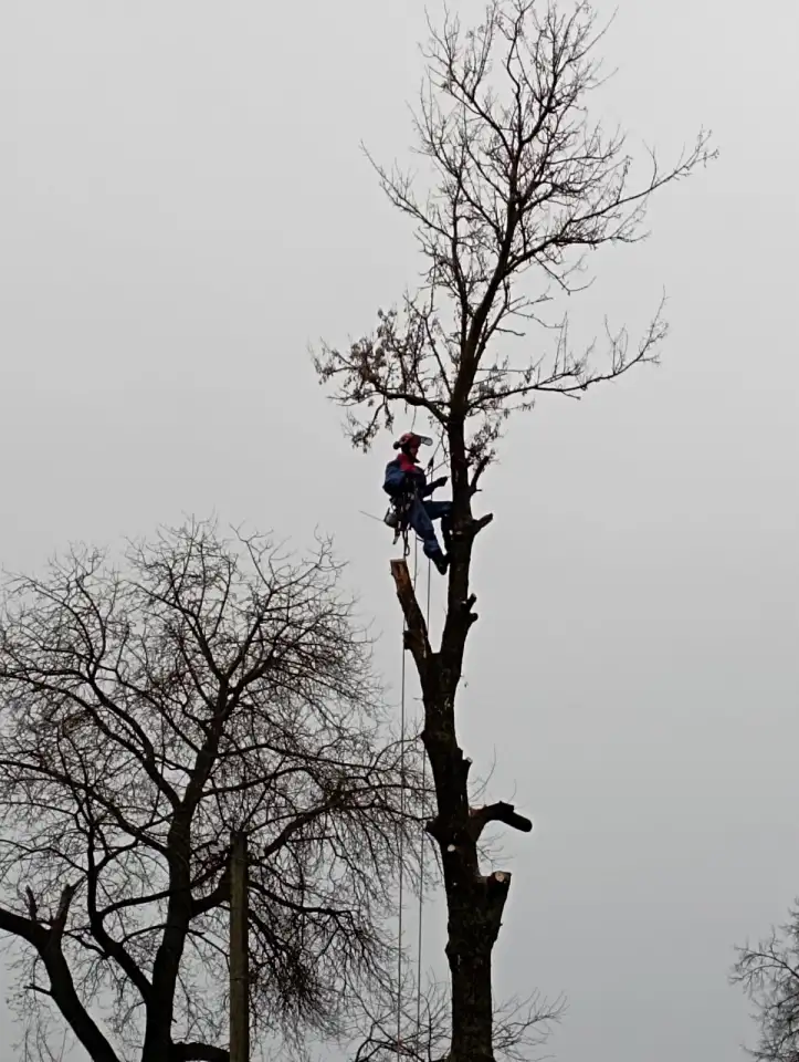 Спил сложных деревьев, фотография 3