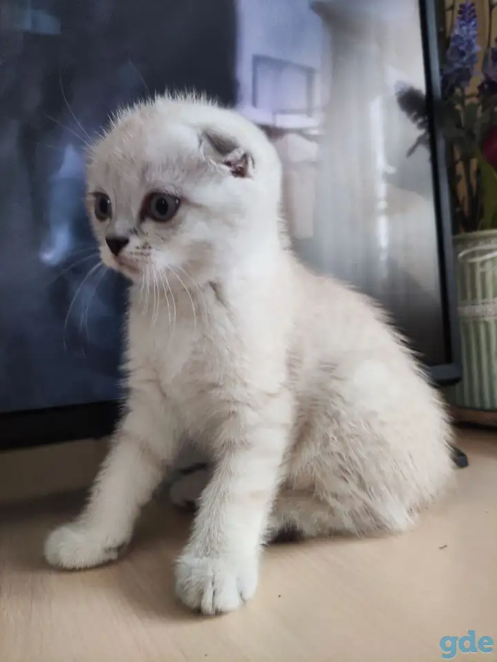 Шотландские котята, фотография 9