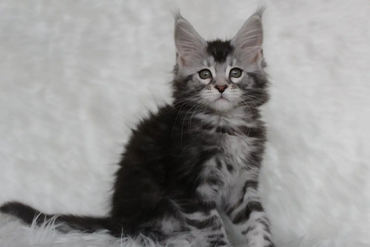Кошечка породы мейн-кун., фотография 2