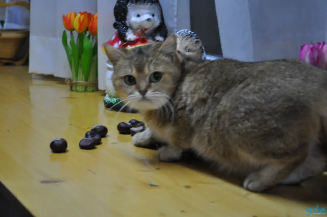 Золотые Шиншилы, фотография 4