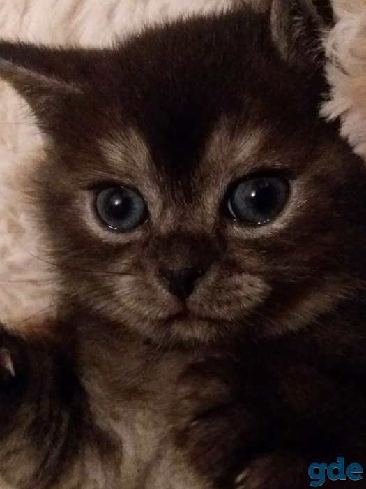 Продам чистокровных котят, фотография 8