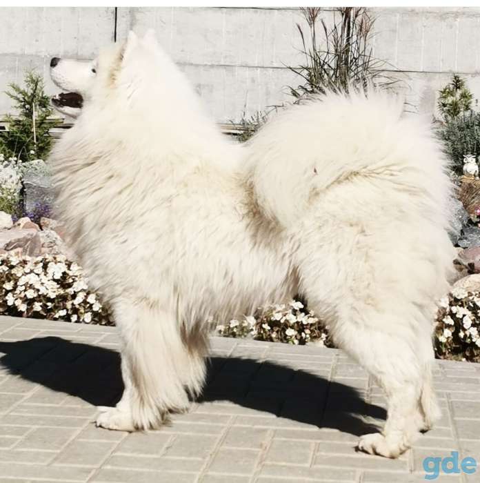 Продажа щенков самоедской лайки, фотография 1