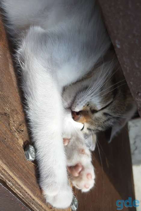 Милые котята, фотография 2