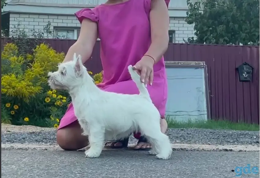 Щенки Вест Хайленд Уайт Терьер, фотография 2
