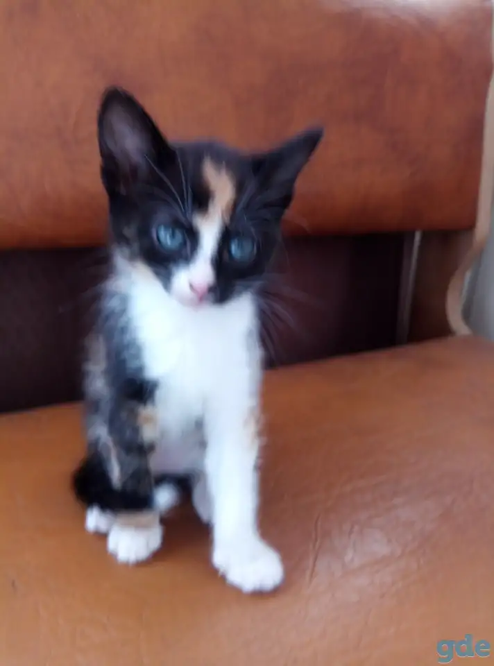 Котята в дар., фотография 5