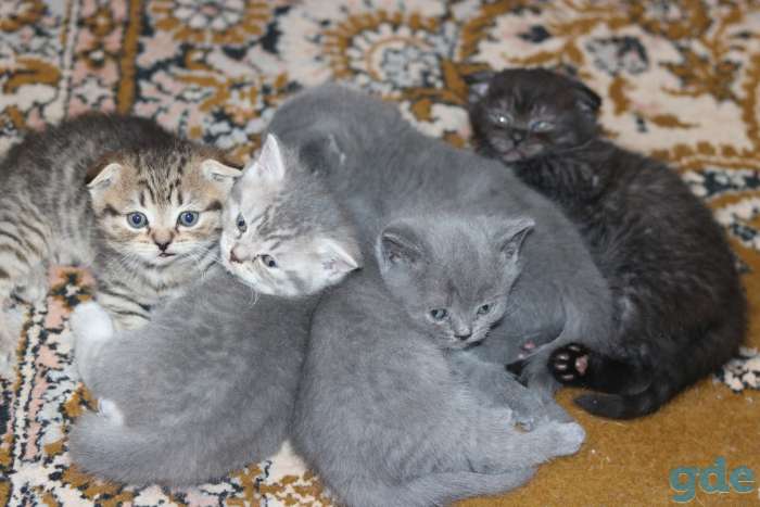 Шотландские котята, фотография 1