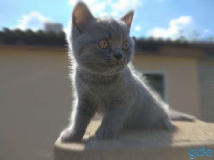 Шотландские котята, фотография 5