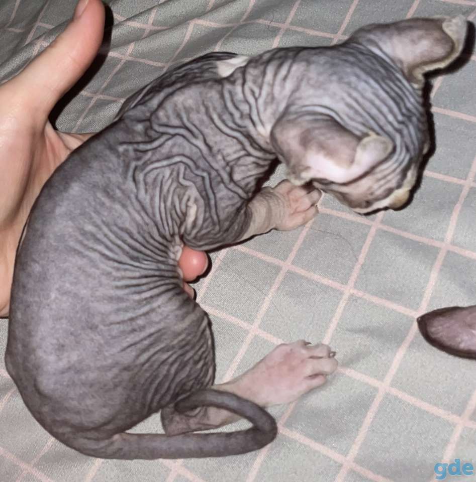 Котёнок сфинкс Эльф мальчик, фотография 2