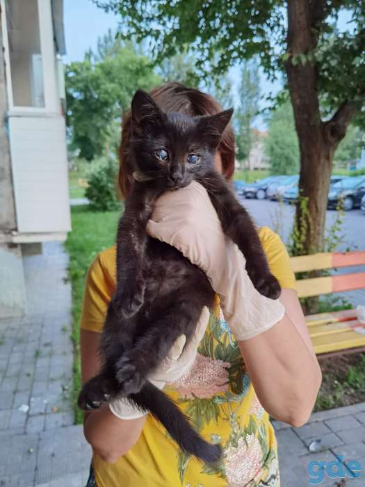 Котенок Анфиса ищет дом!, фотография 3