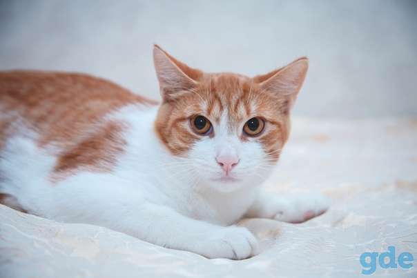 Котик ищет дом, фотография 2