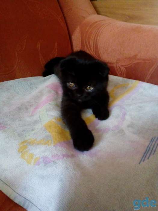 Шикарный скоттиш-фолд, фотография 4