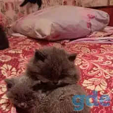 котята, фотография 1