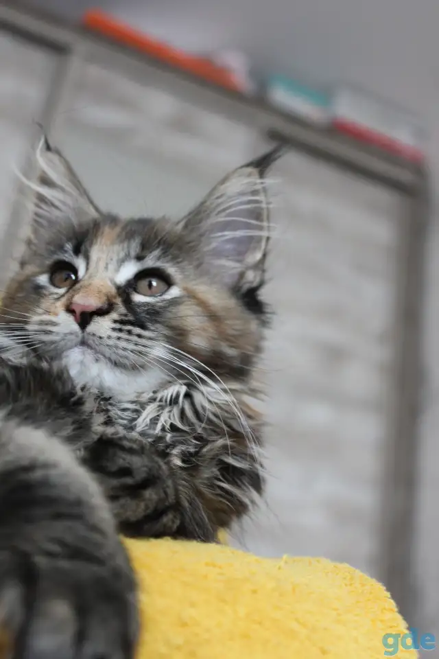 7 Котенок, фотография 2