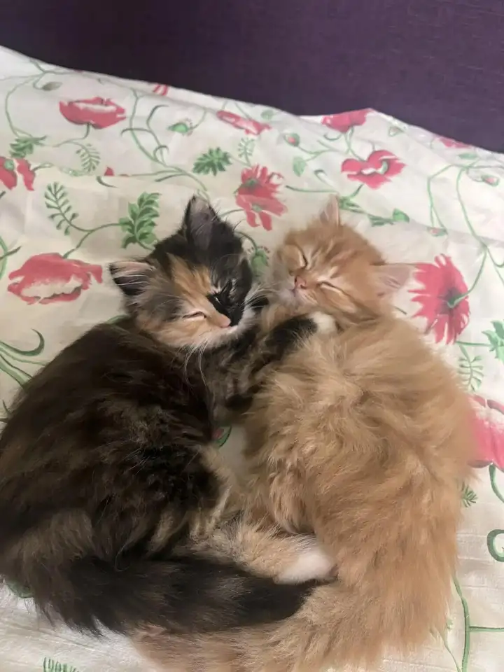 котята в дар, фотография 1