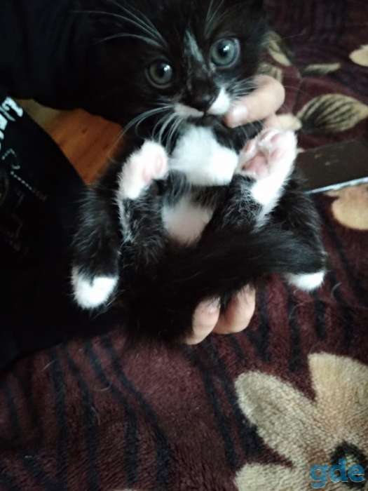 Котик в дар, фотография 2