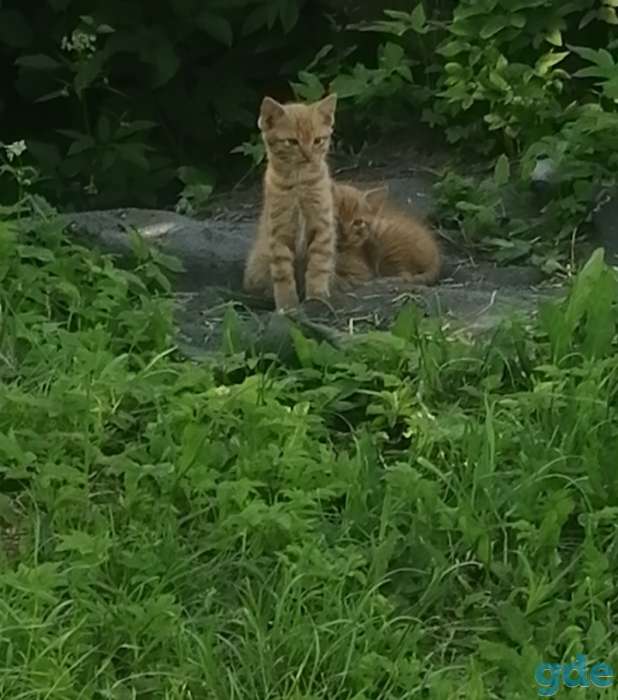 Котята, фотография 2