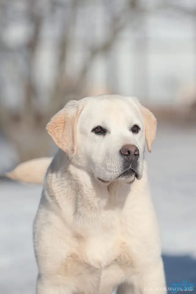 Продаю, фотография 6