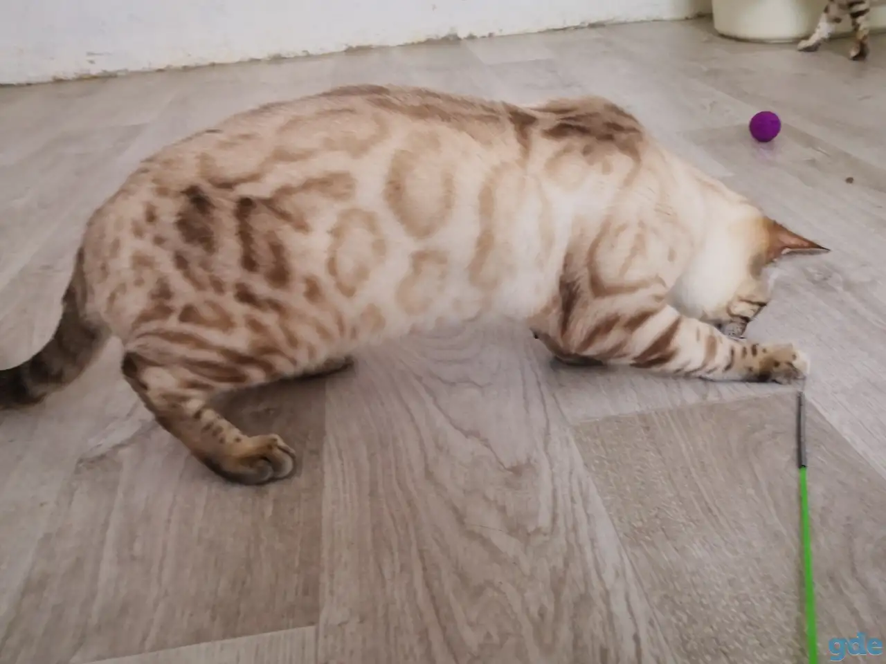 Бенгальские котята мальчики и девочки, фотография 8