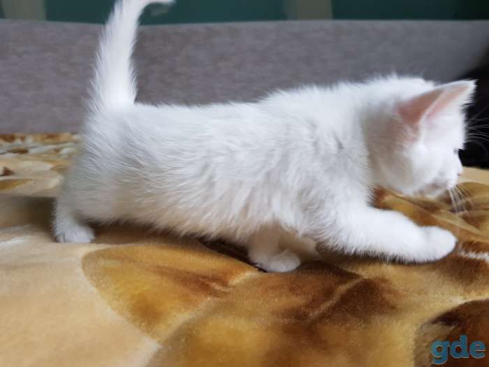Котят в добрые руки, фотография 7