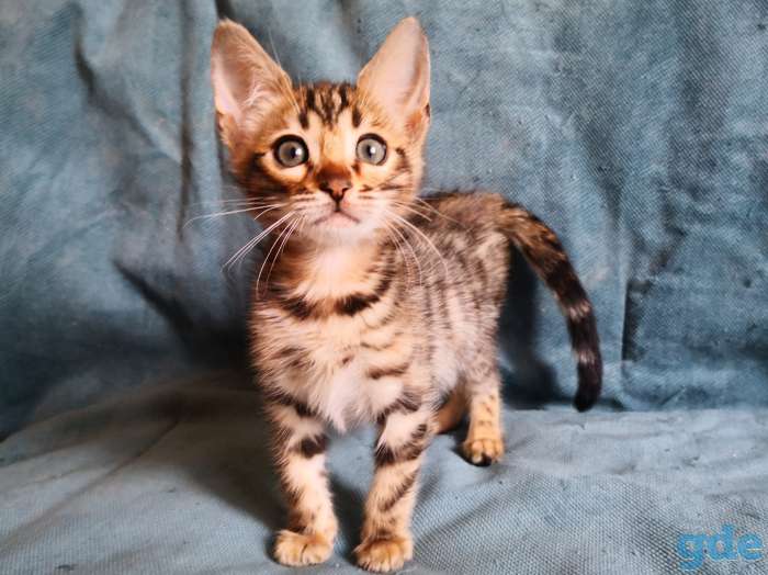 Бенгальские котята, фотография 3