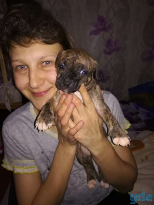 Продам щенков питбуля, фотография 1
