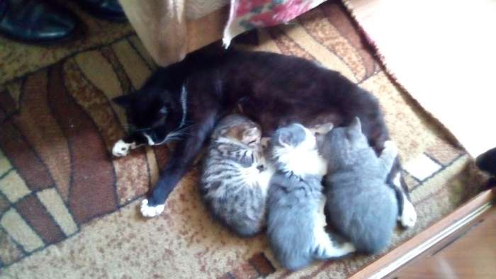 Дарю котят, фотография 4