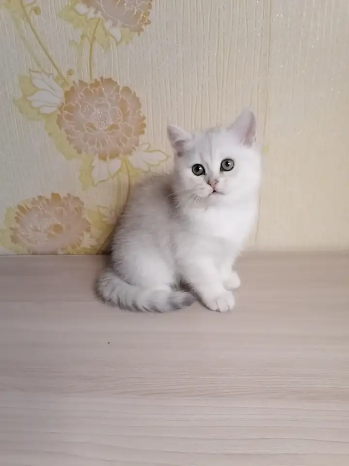 Британский котёнок, фотография 6