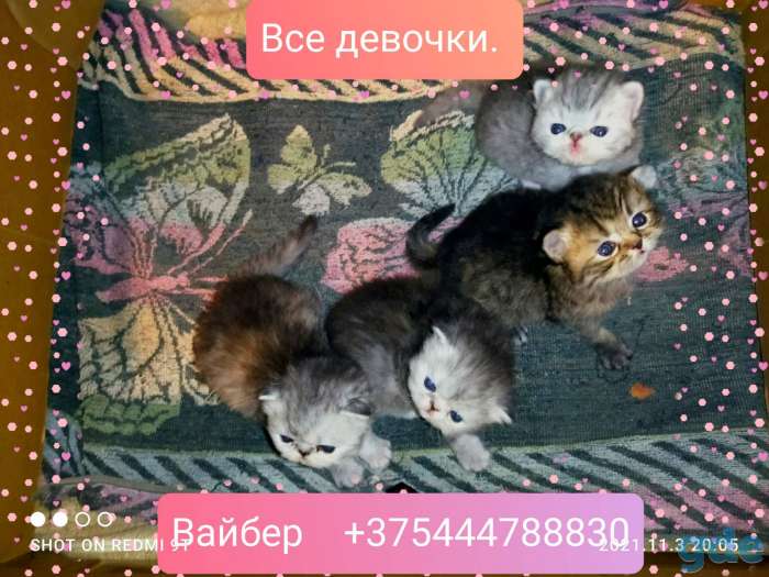 Персидские котята.Экстремального типа ., фотография 1