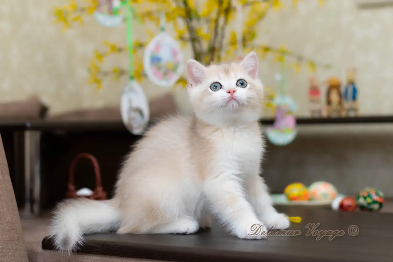 Британские котята из питомника. Мальчик Амур., фотография 6