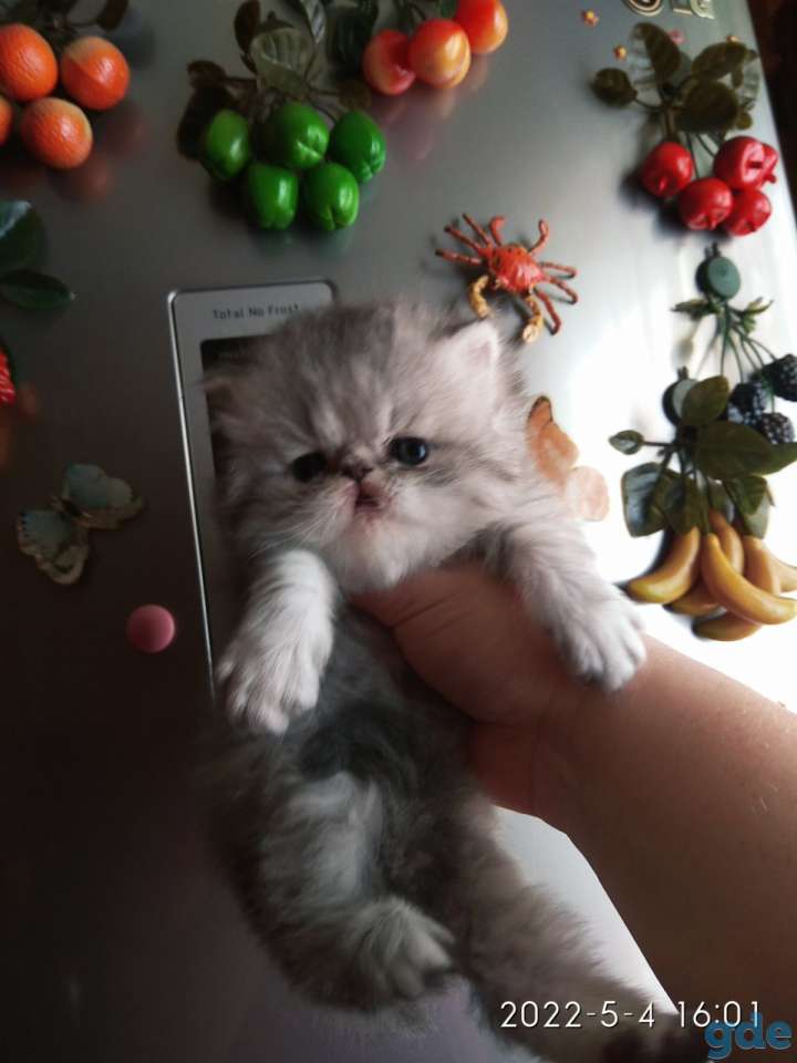 Персидские котята экстремального типа. Персы., фотография 6