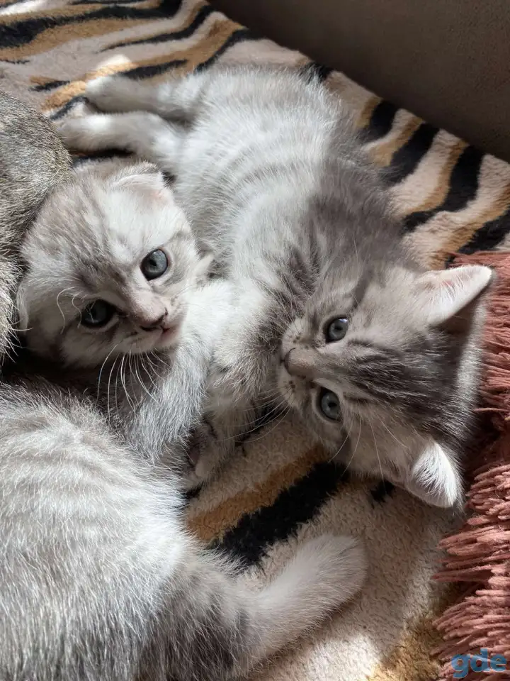 Продам шотландских котят, фотография 2