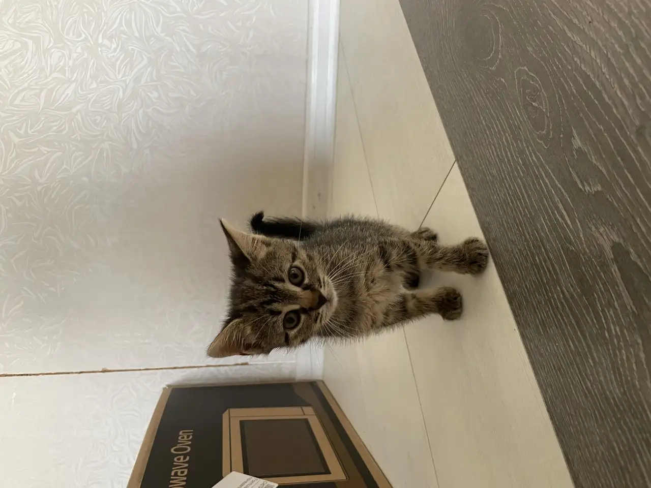 Котята в дар, фотография 4
