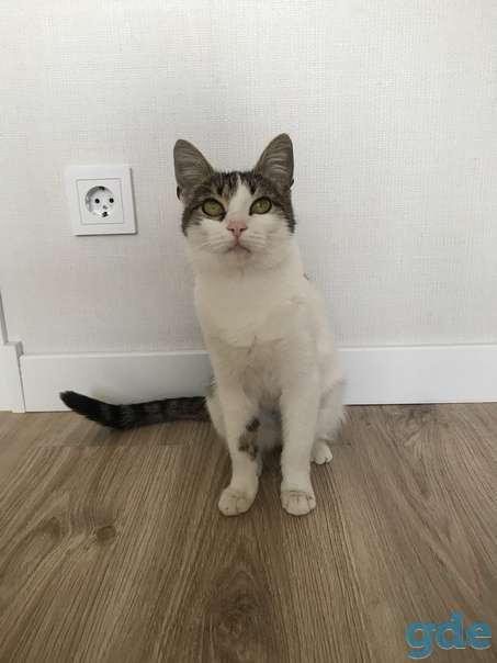 Кошечка ищет дом, фотография 3