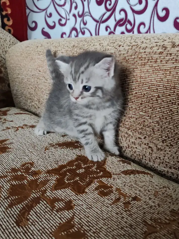 Британские котята, фотография 1