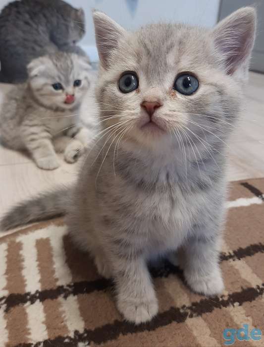 Шотландские котята, фотография 2