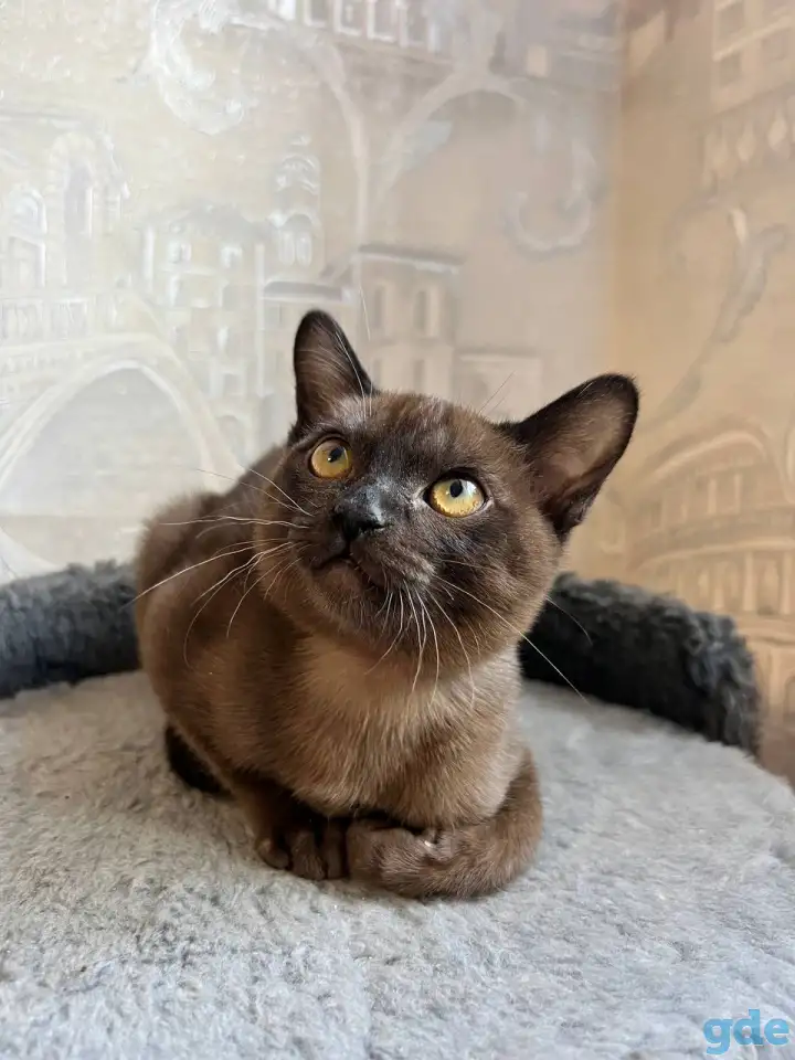 Котята европейской бурмы, фотография 2