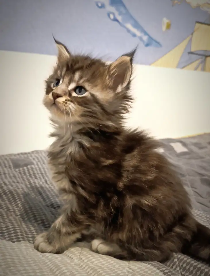 Котята Мейн-кун, фотография 5