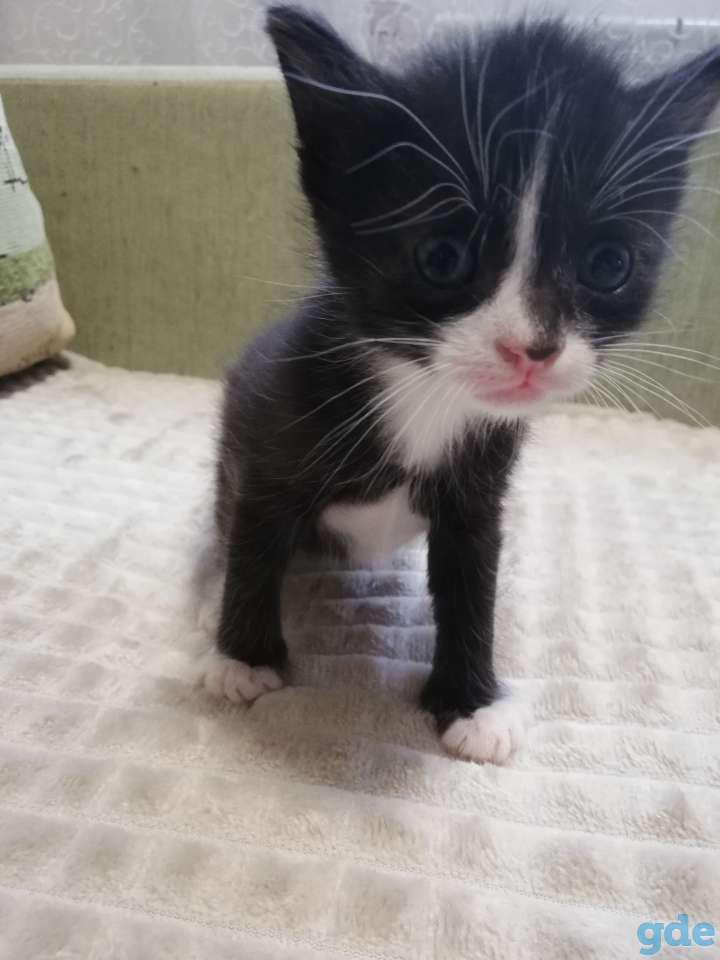 Котята в добрые ручки! Бесплатно, фотография 2