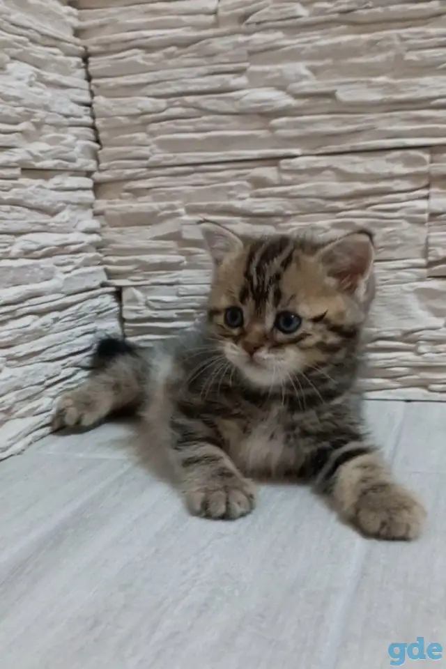 Британские котята, фотография 2