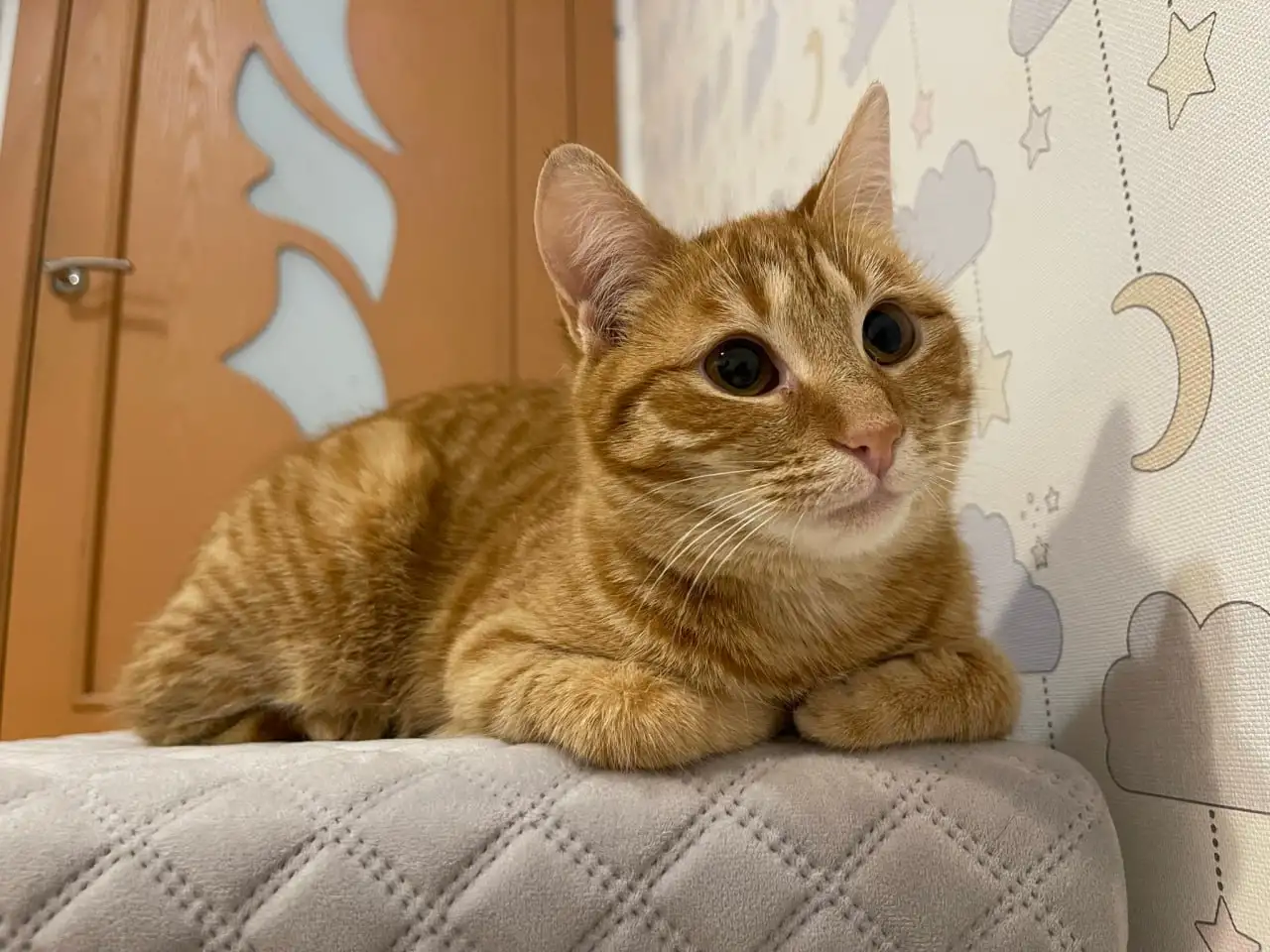 Рыжая кошечка котенок Мандаринка ищет дом и семью!, фотография 9