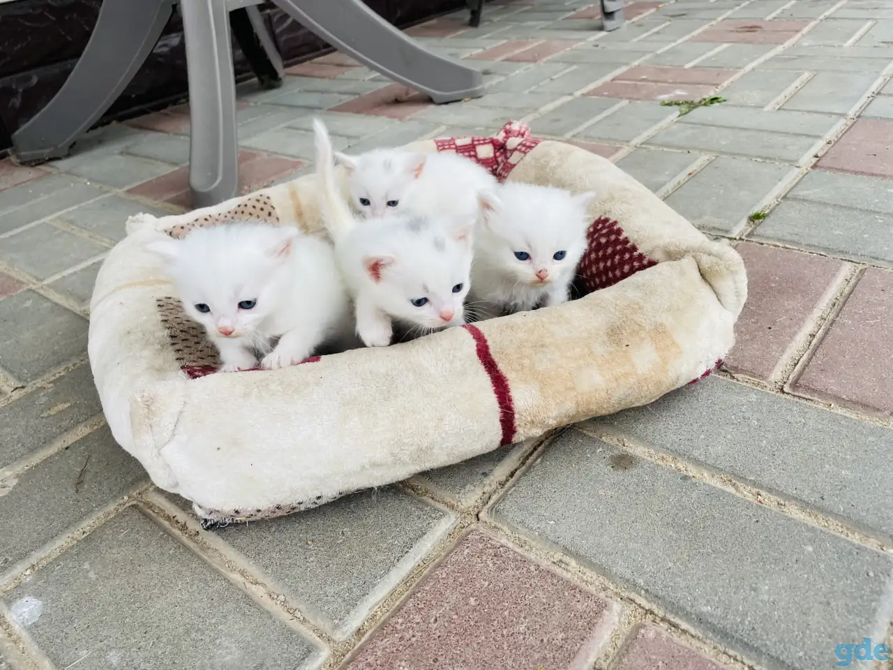 Котята турецкой ангоры, фотография 4