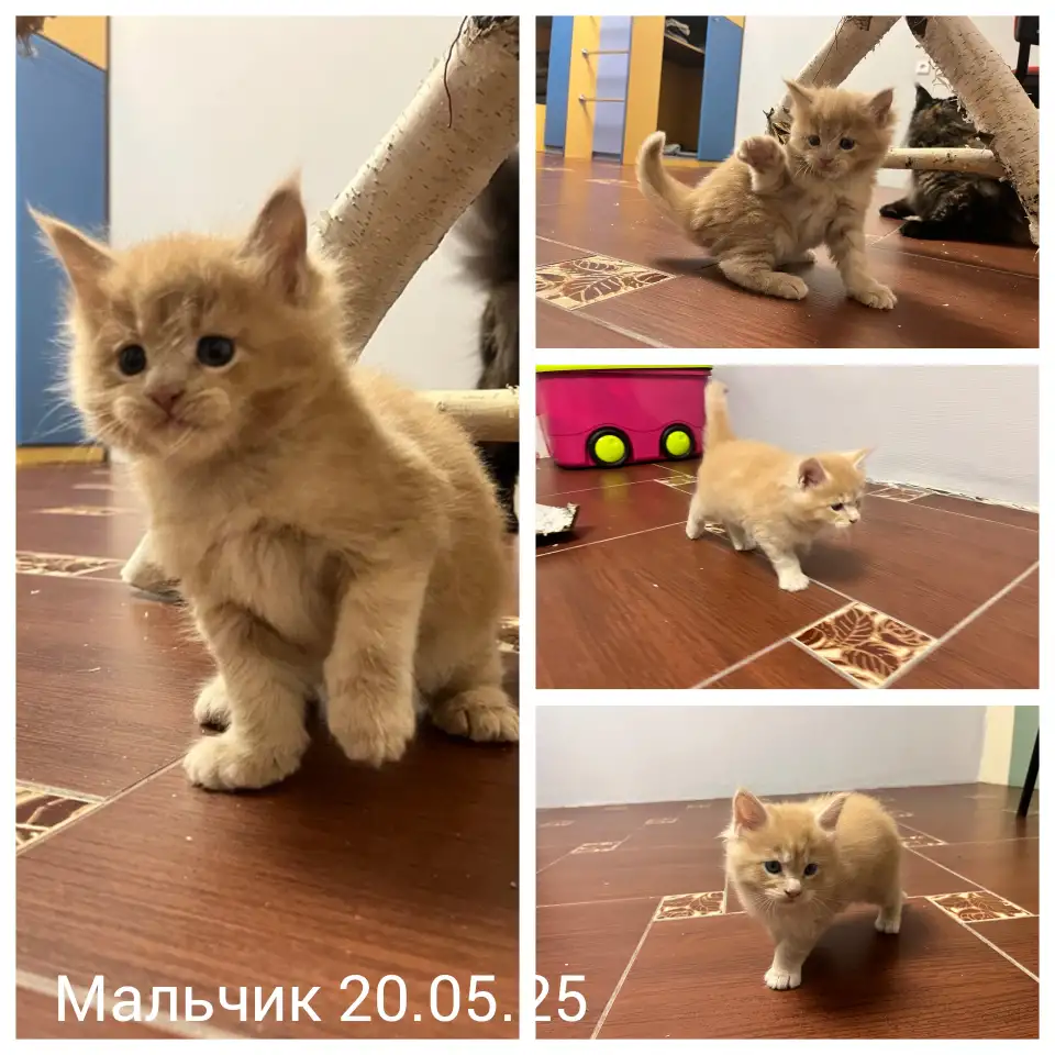 Котята, фотография 1