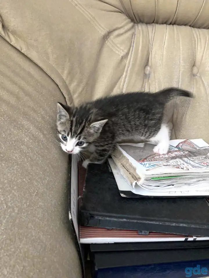 Котята Британской кошки, фотография 3