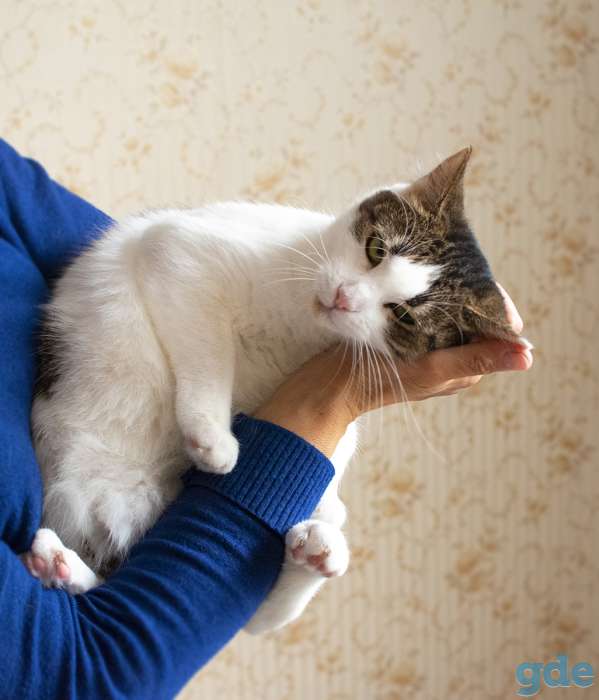 Зеленоглазая кошка Глаша в дар, фотография 3