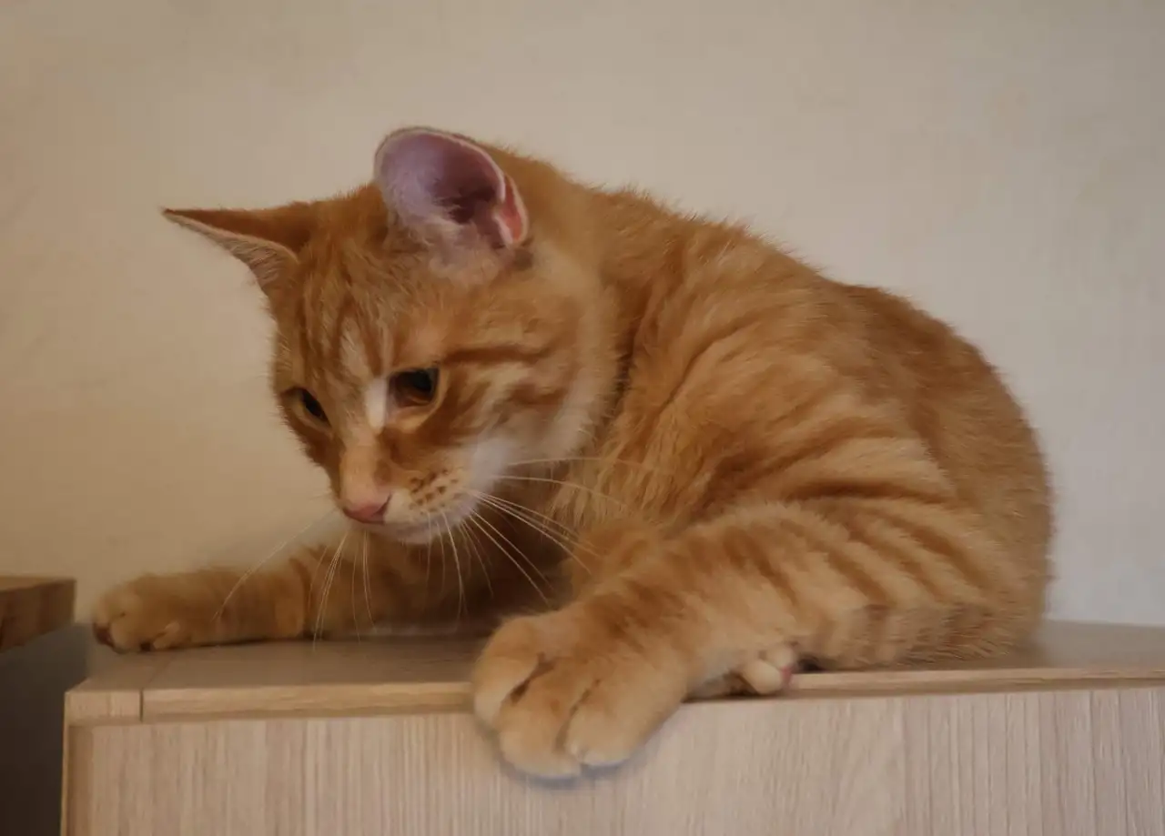 Домашний котенок 4 мес. Любит спать на ручках, добрый, очень нежный, фотография 15