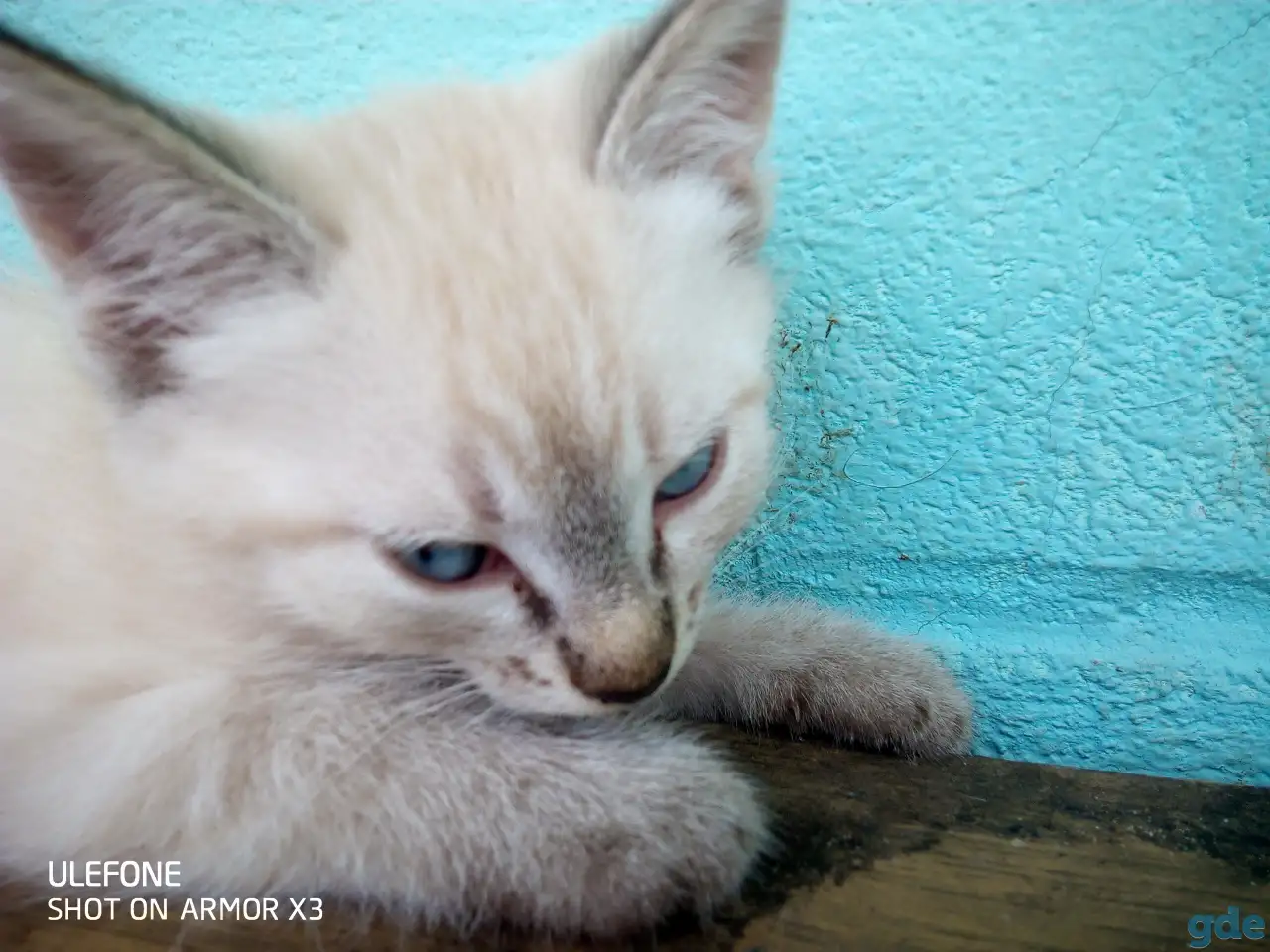 Котенок даром, фотография 1