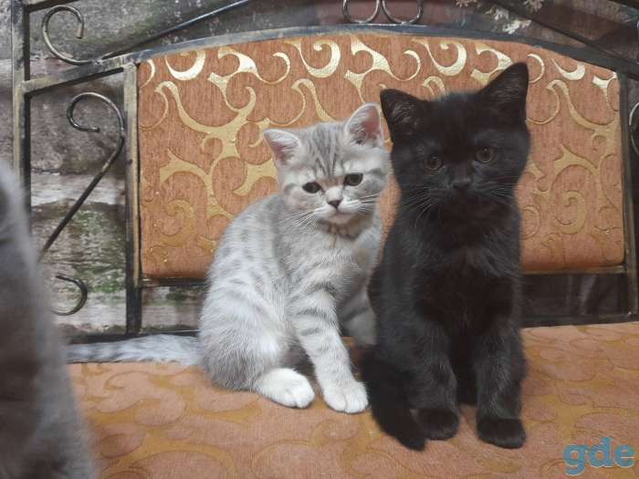 Продажа шотландских котят, фотография 2