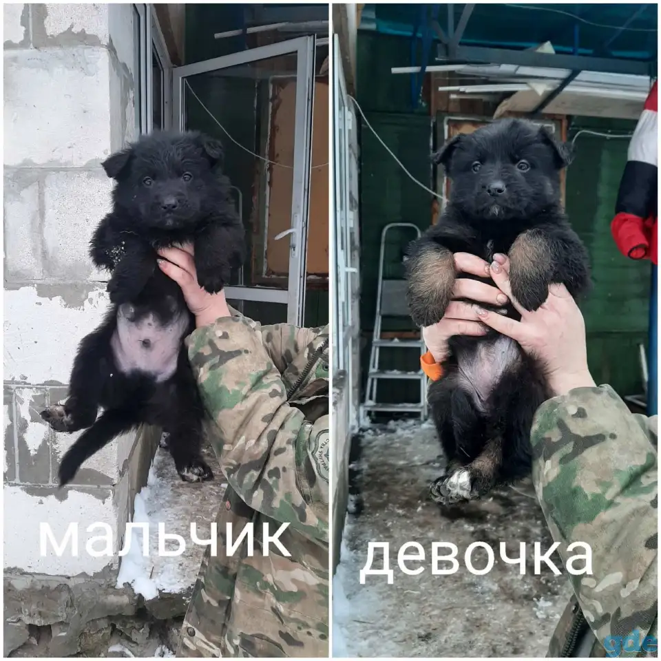 Щенки немецкой овчарки, фотография 5