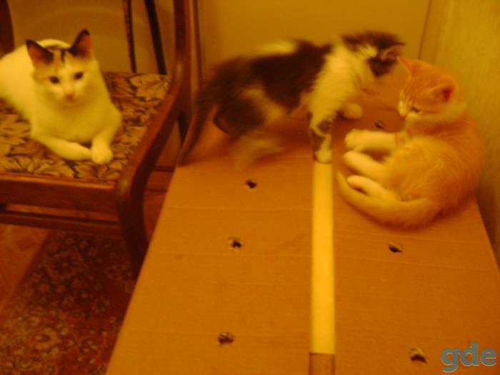Котята в дар, фотография 1