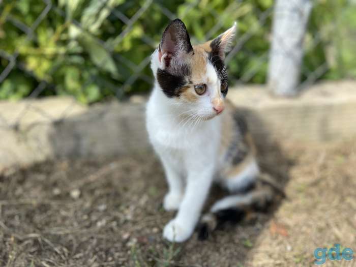 Котята бесплатно с доставкой, фотография 4